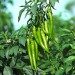 Chilli-Jeeva - Image 1